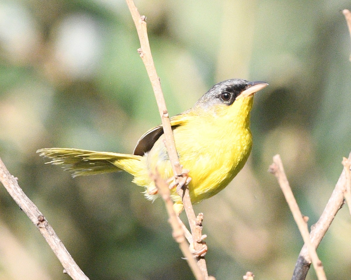 Gray-crowned Yellowthroat - ML621980716