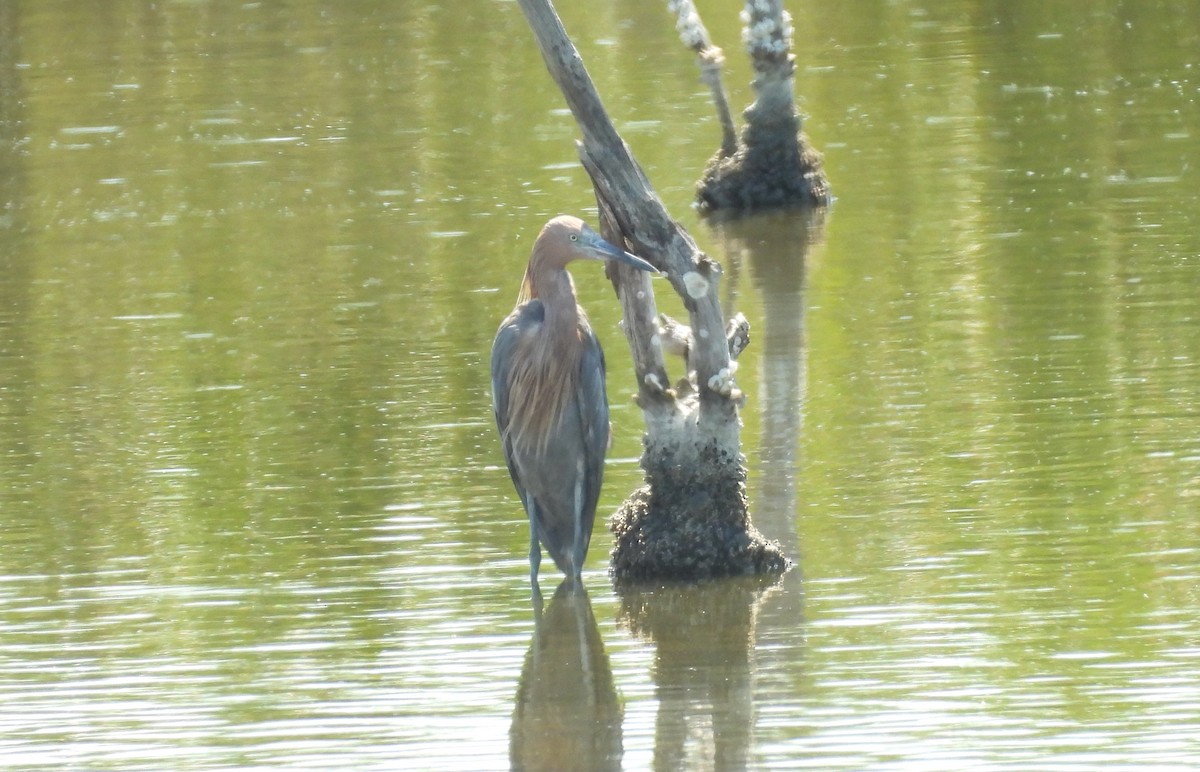 Reddish Egret - ML621980767