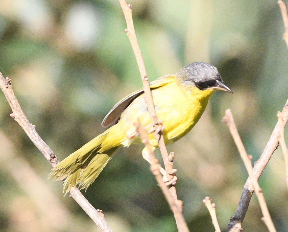 Gray-crowned Yellowthroat - ML621980771