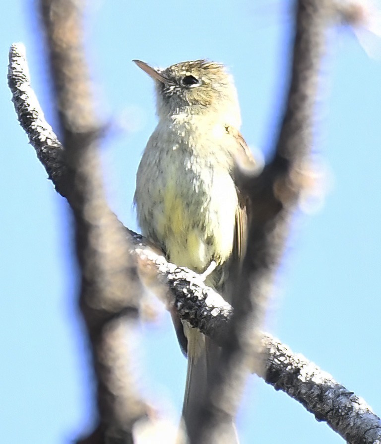 Western Flycatcher (Cordilleran) - Jim Ward