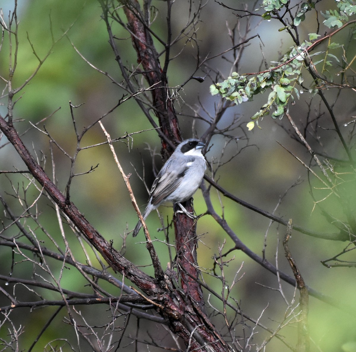 White-banded Tanager - ML621980813