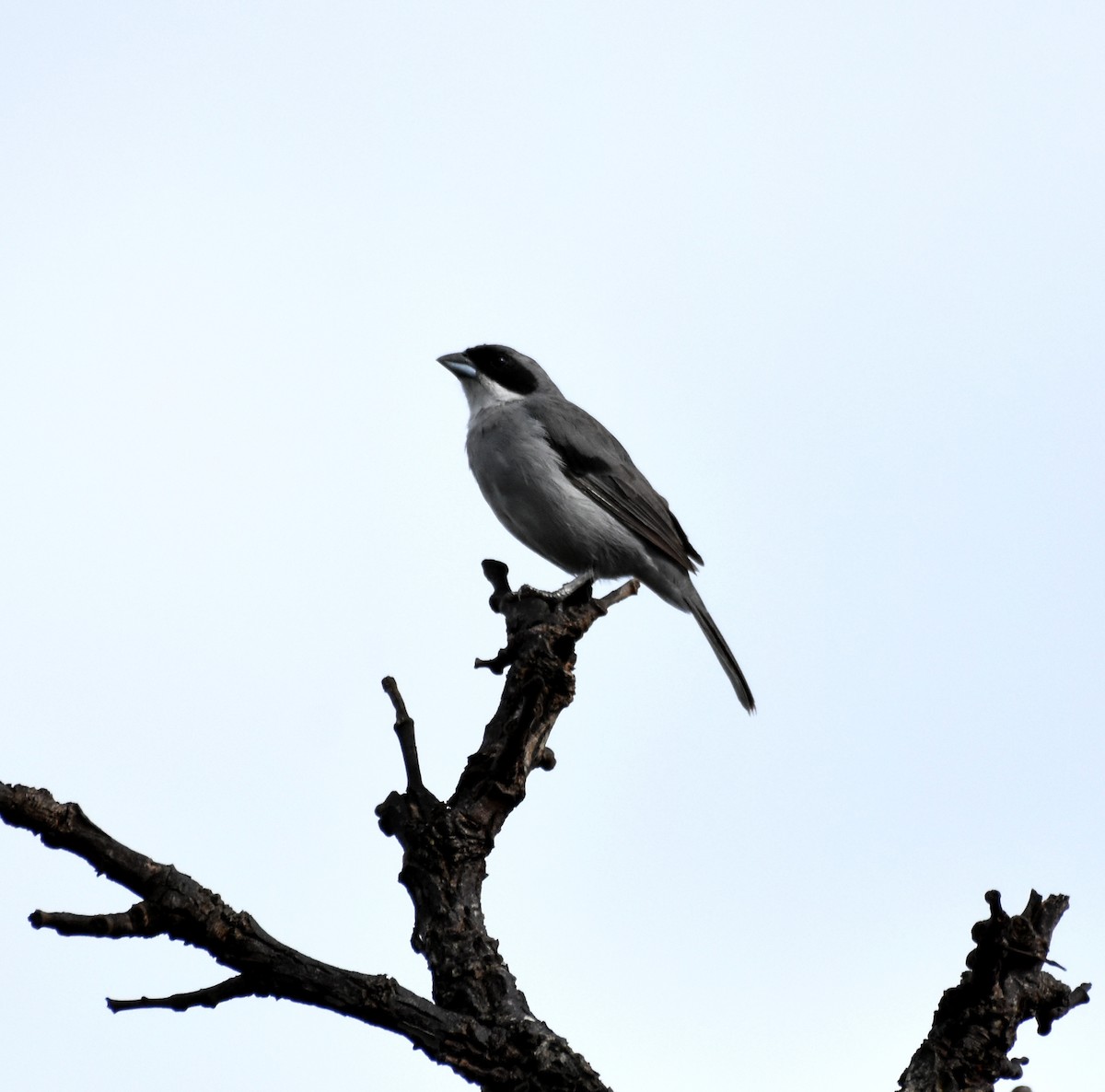 White-banded Tanager - ML621980814