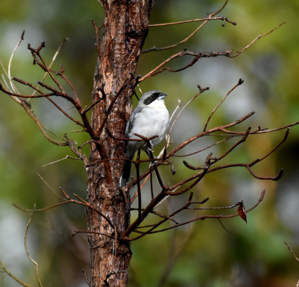 White-banded Tanager - ML621980815