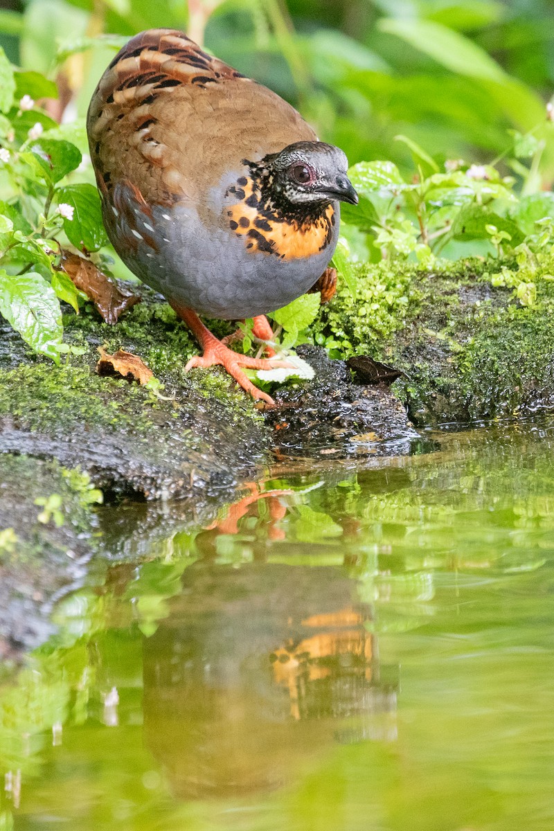 Rufous-throated Partridge - Sue Wright