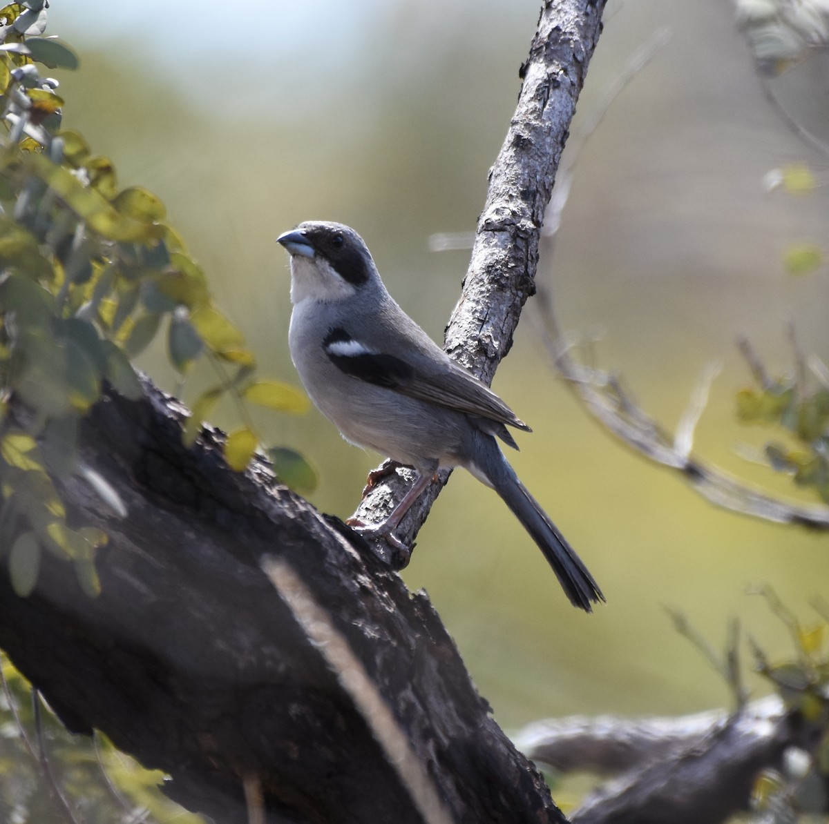 White-banded Tanager - ML621980856