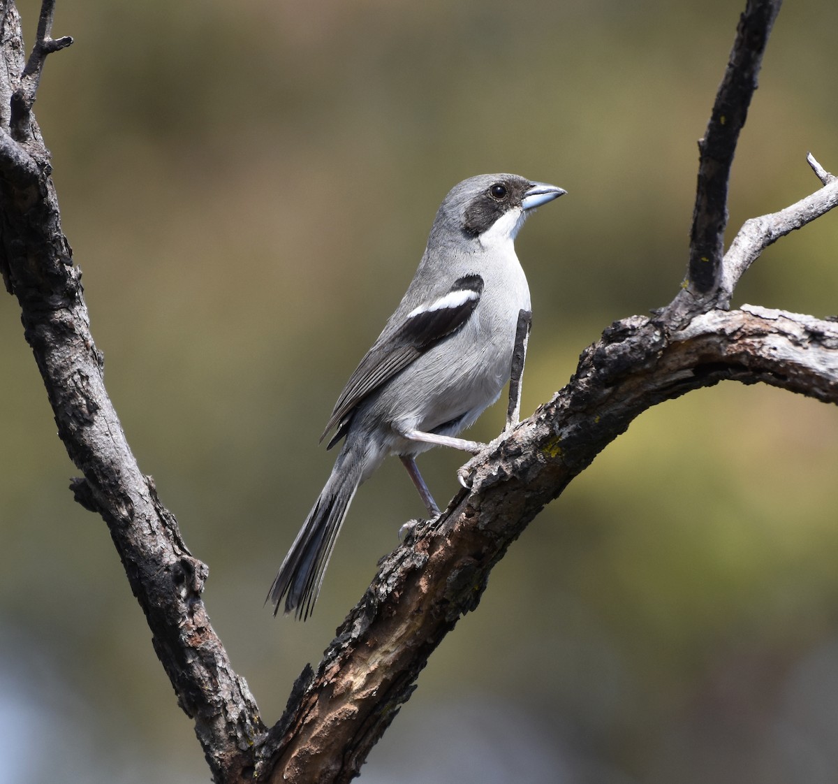 White-banded Tanager - ML621980857