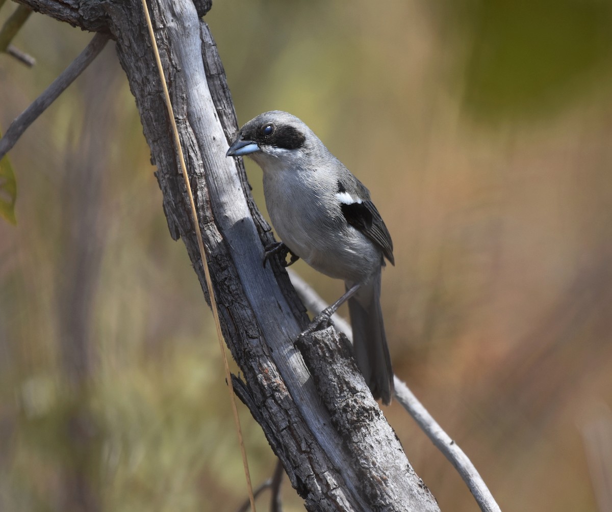 White-banded Tanager - ML621980858