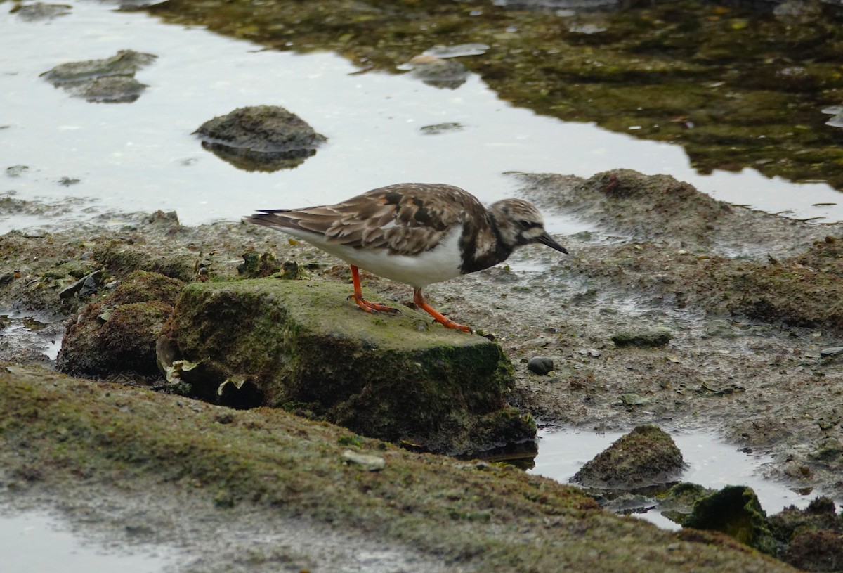 Ruddy Turnstone - ML621980868