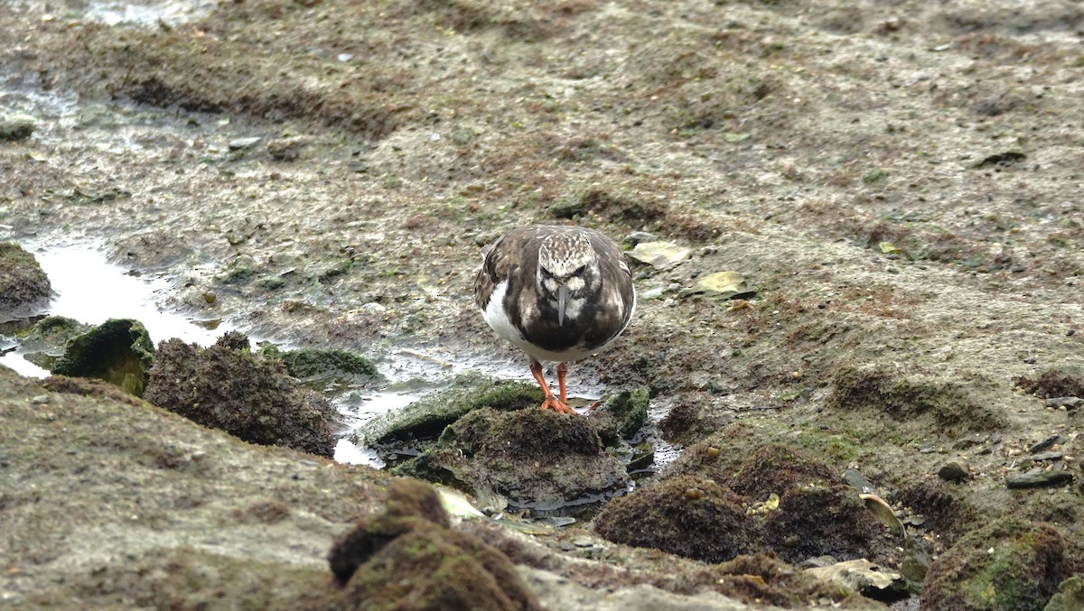 Ruddy Turnstone - ML621980892