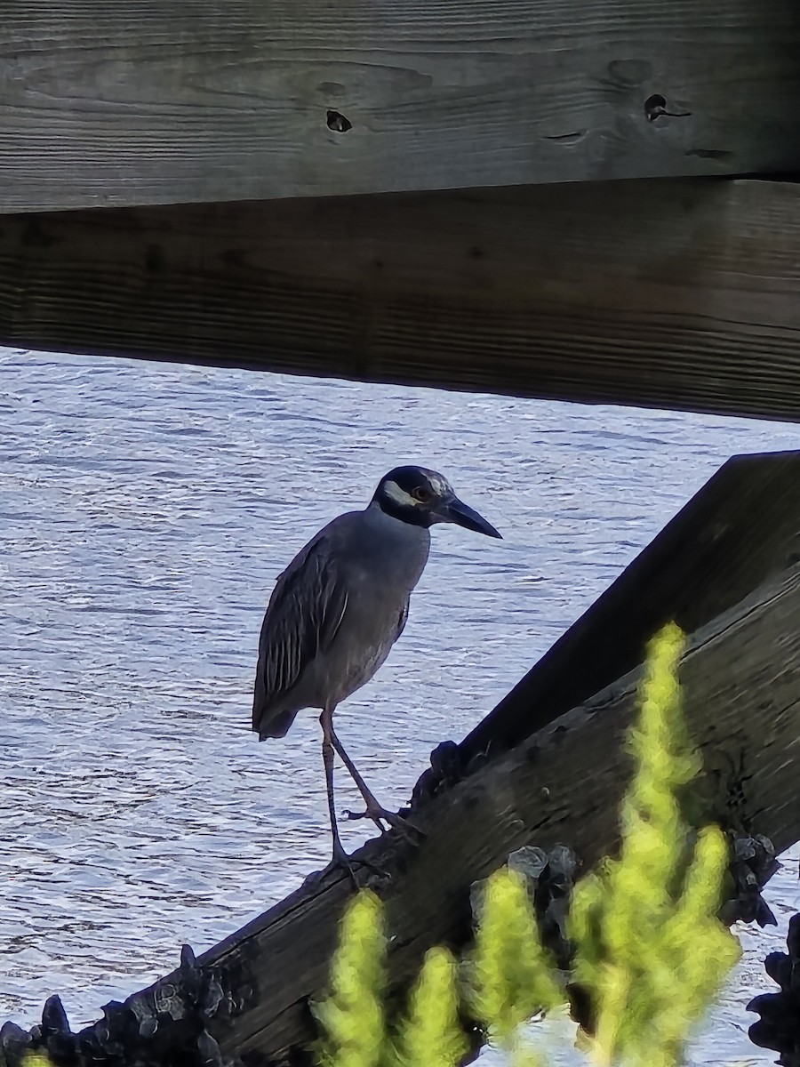 Yellow-crowned Night Heron - ML621980895