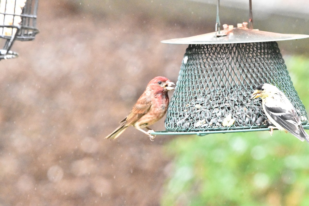 Purple Finch (Western) - ML621980899