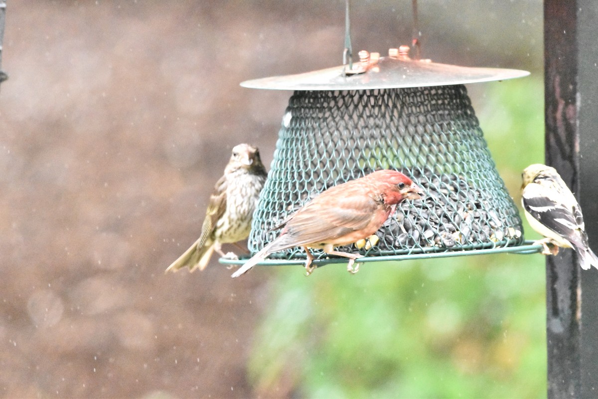 Purple Finch (Western) - ML621980901