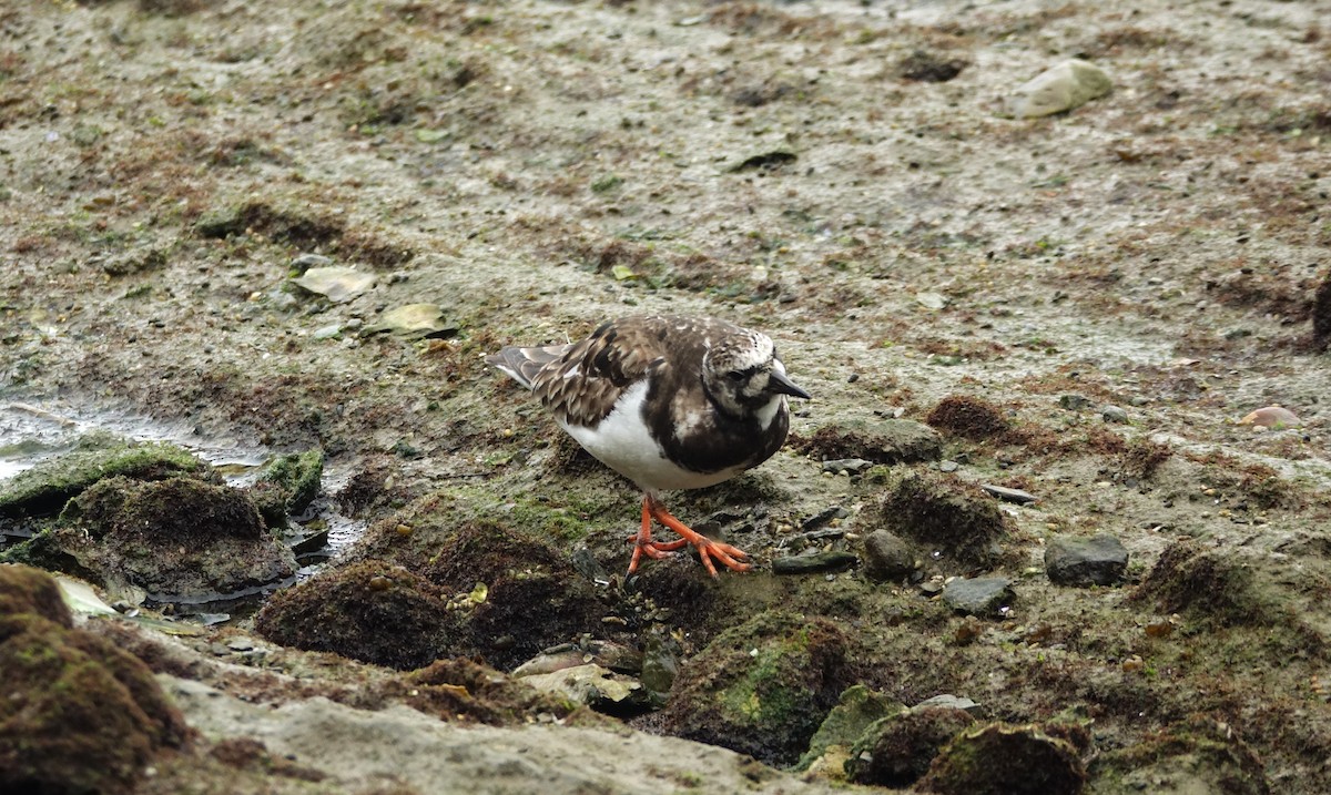 Ruddy Turnstone - ML621980945