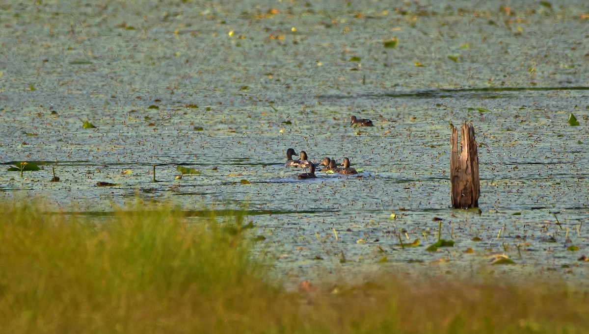 Mallard - ML621980963