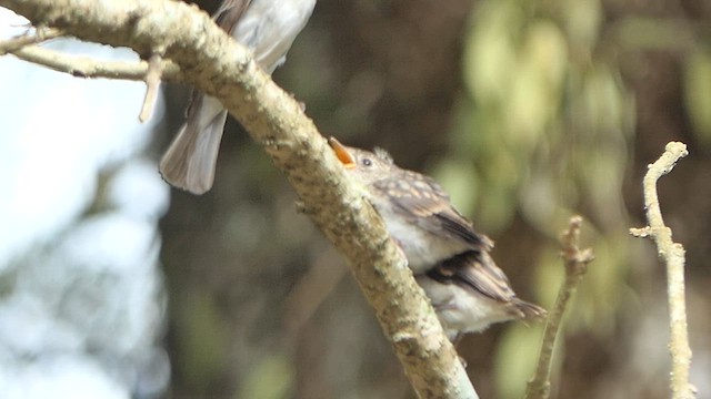 Asian Brown Flycatcher - ML621980978