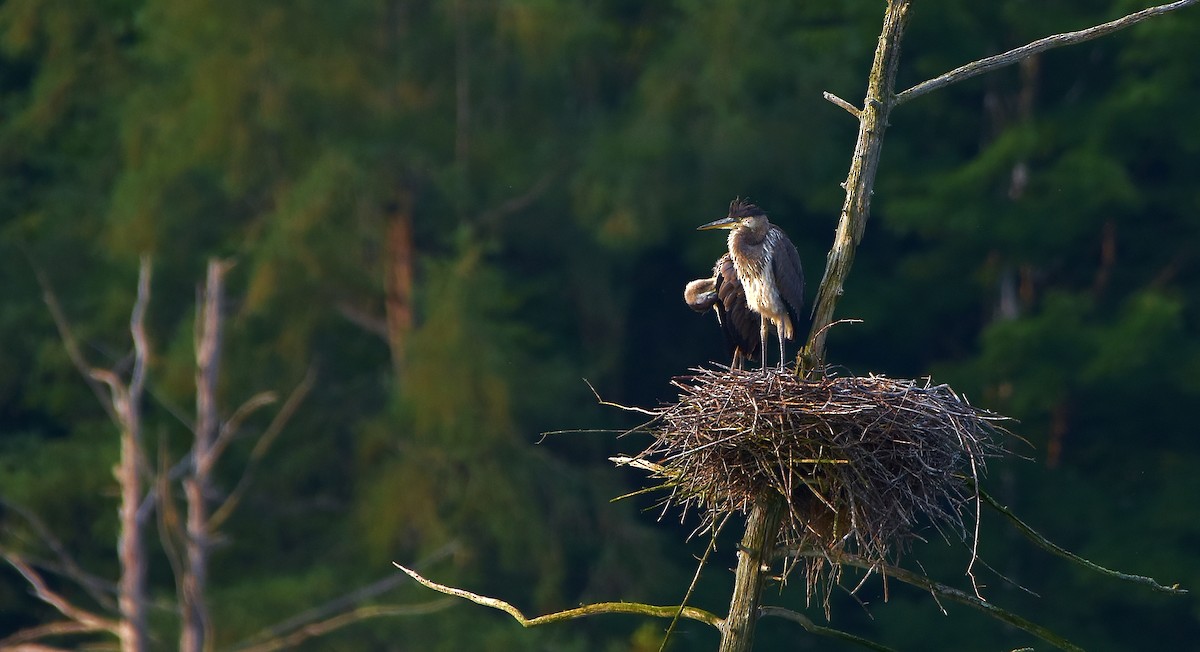 Great Blue Heron - ML621981010