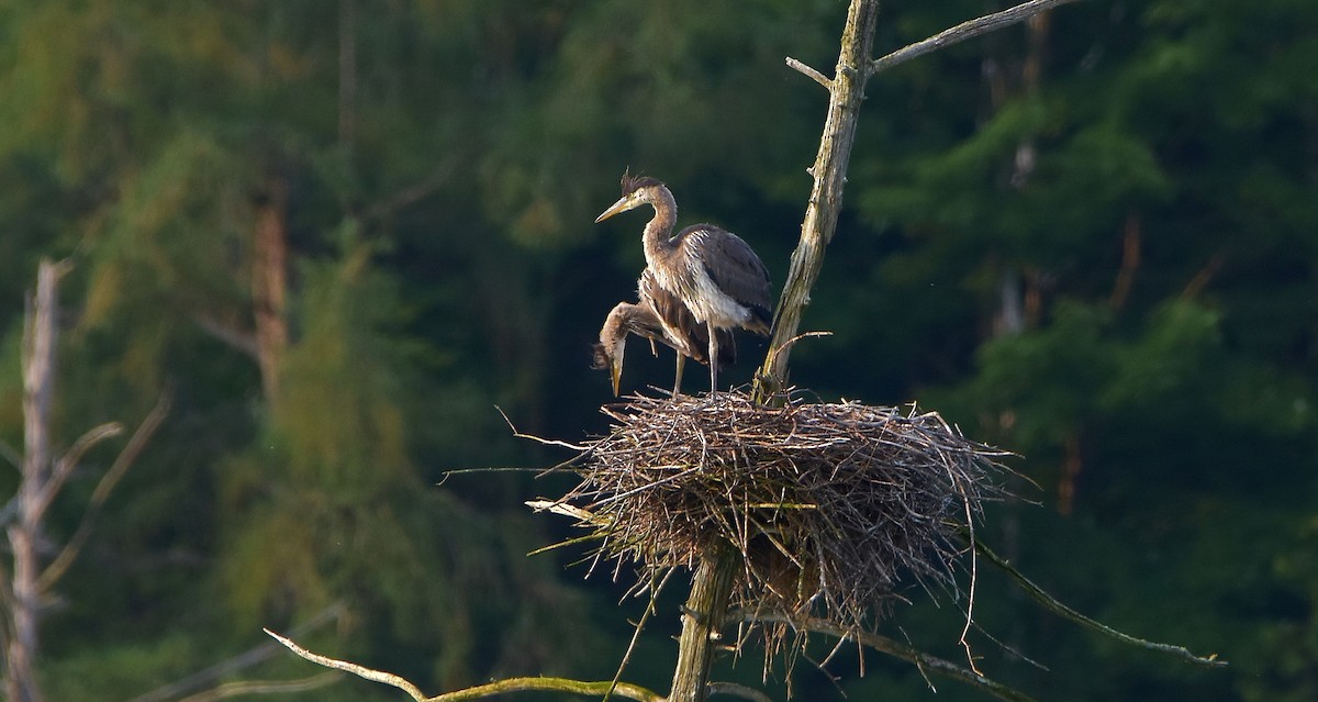 Great Blue Heron - ML621981041