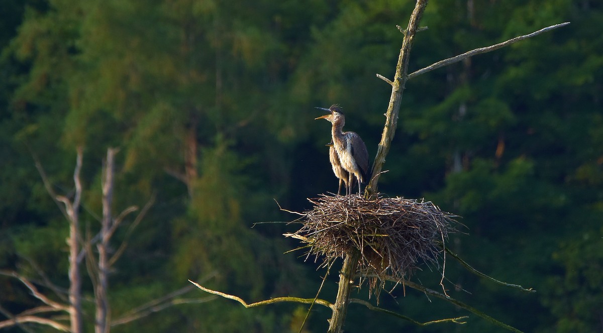 Great Blue Heron - ML621981063