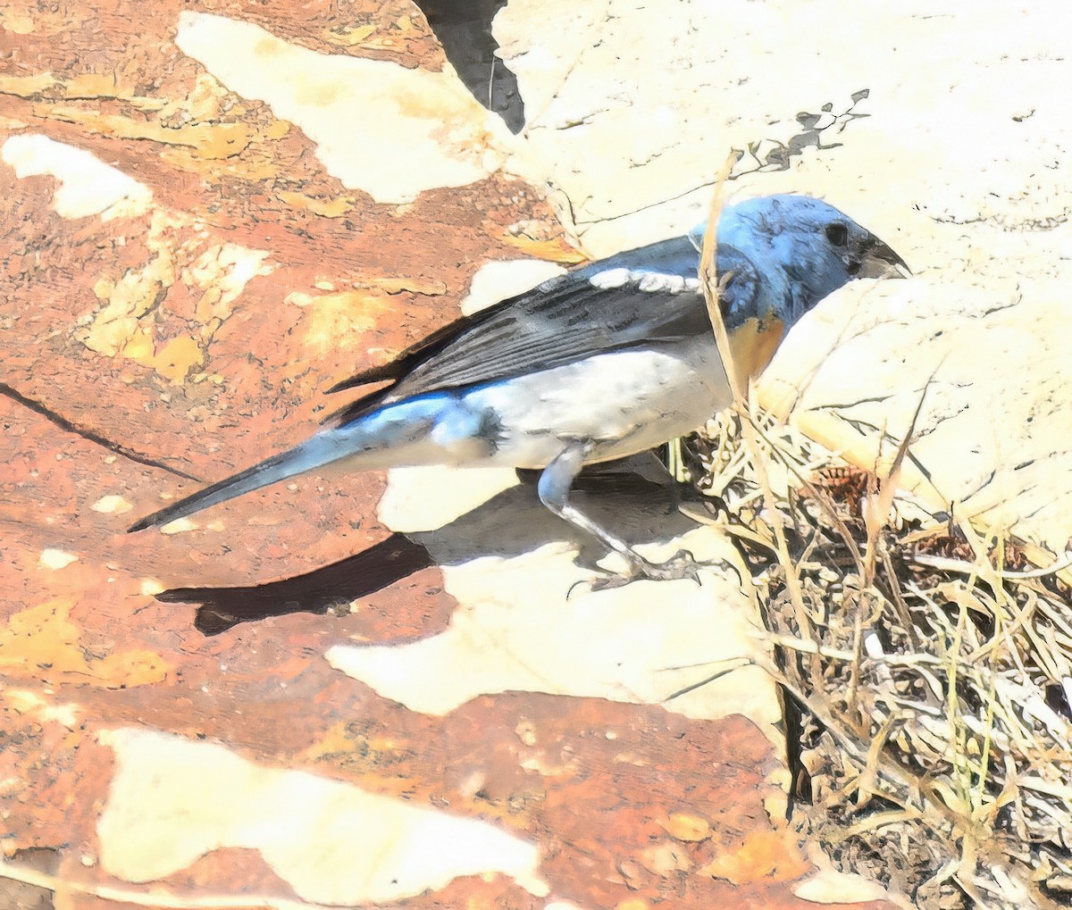 Lazuli Bunting - Jim Ward