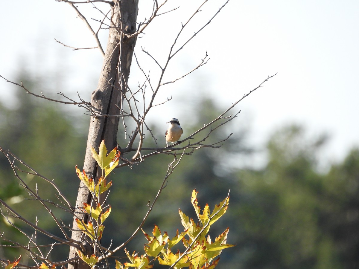 Masked Shrike - ML621981094