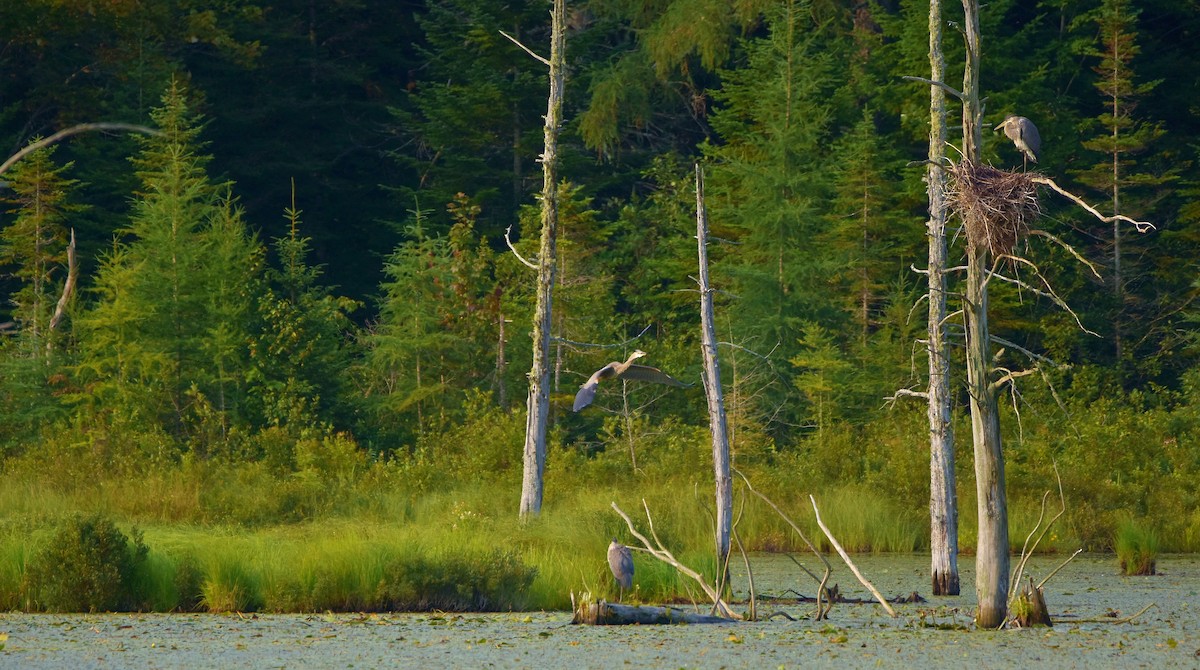 Great Blue Heron - ML621981099