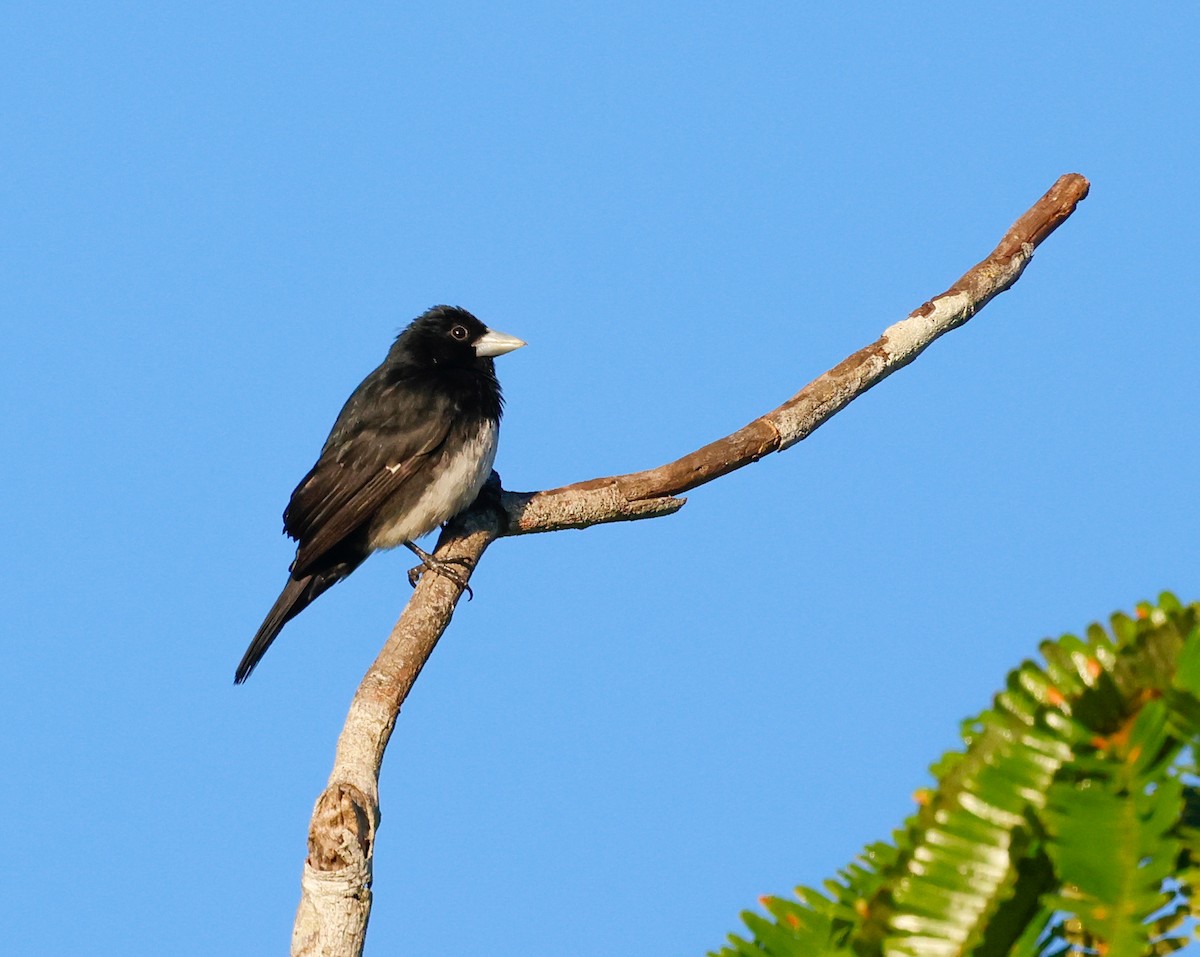 Cone-billed Tanager - ML621981120