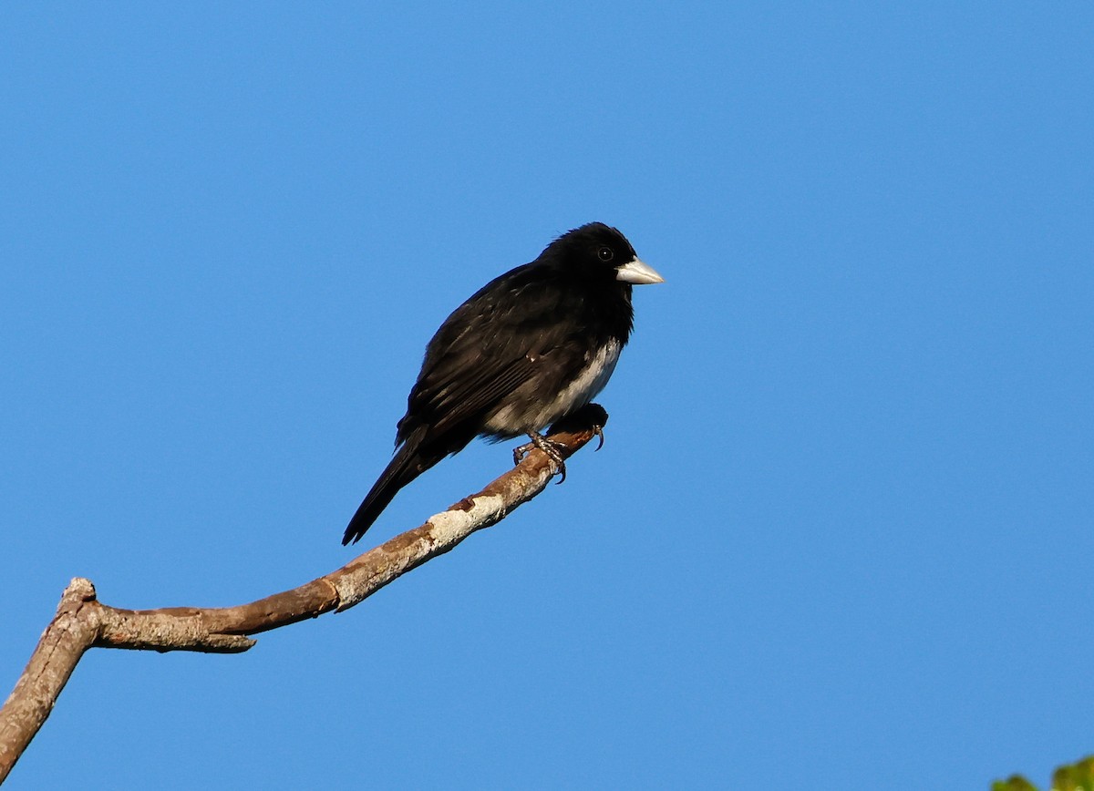 Cone-billed Tanager - ML621981121