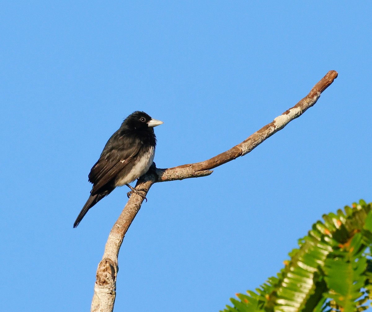 Cone-billed Tanager - ML621981122