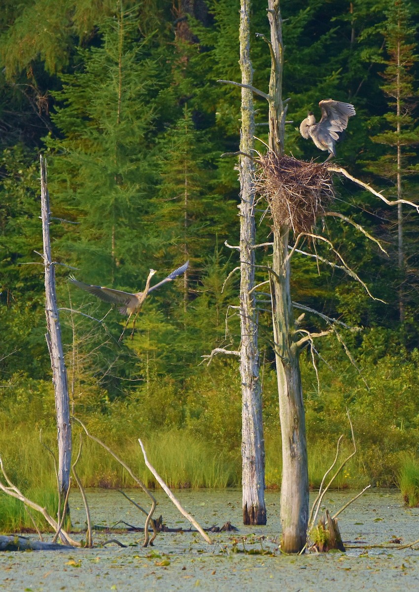 Great Blue Heron - ML621981134