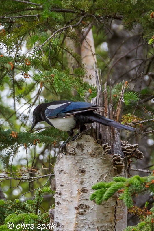 Black-billed Magpie - ML621981265