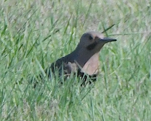 ハシボソキツツキ（auratus／luteus） - ML621981282