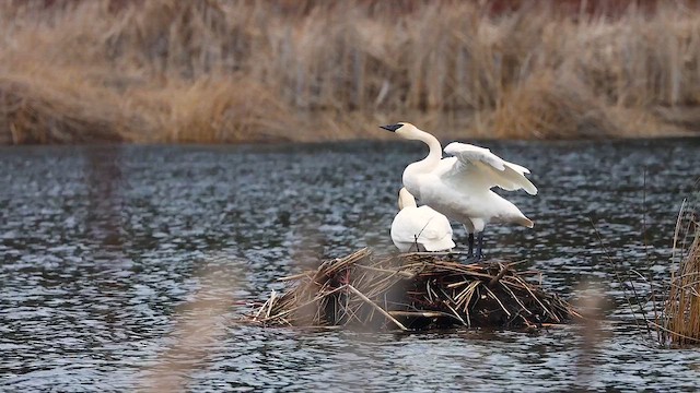 Trumpeter Swan - ML621981294