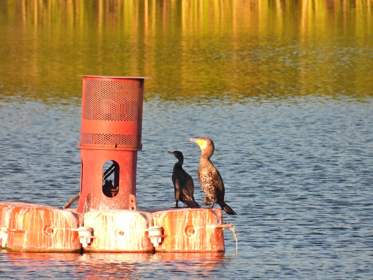 Great Cormorant - ML621981318