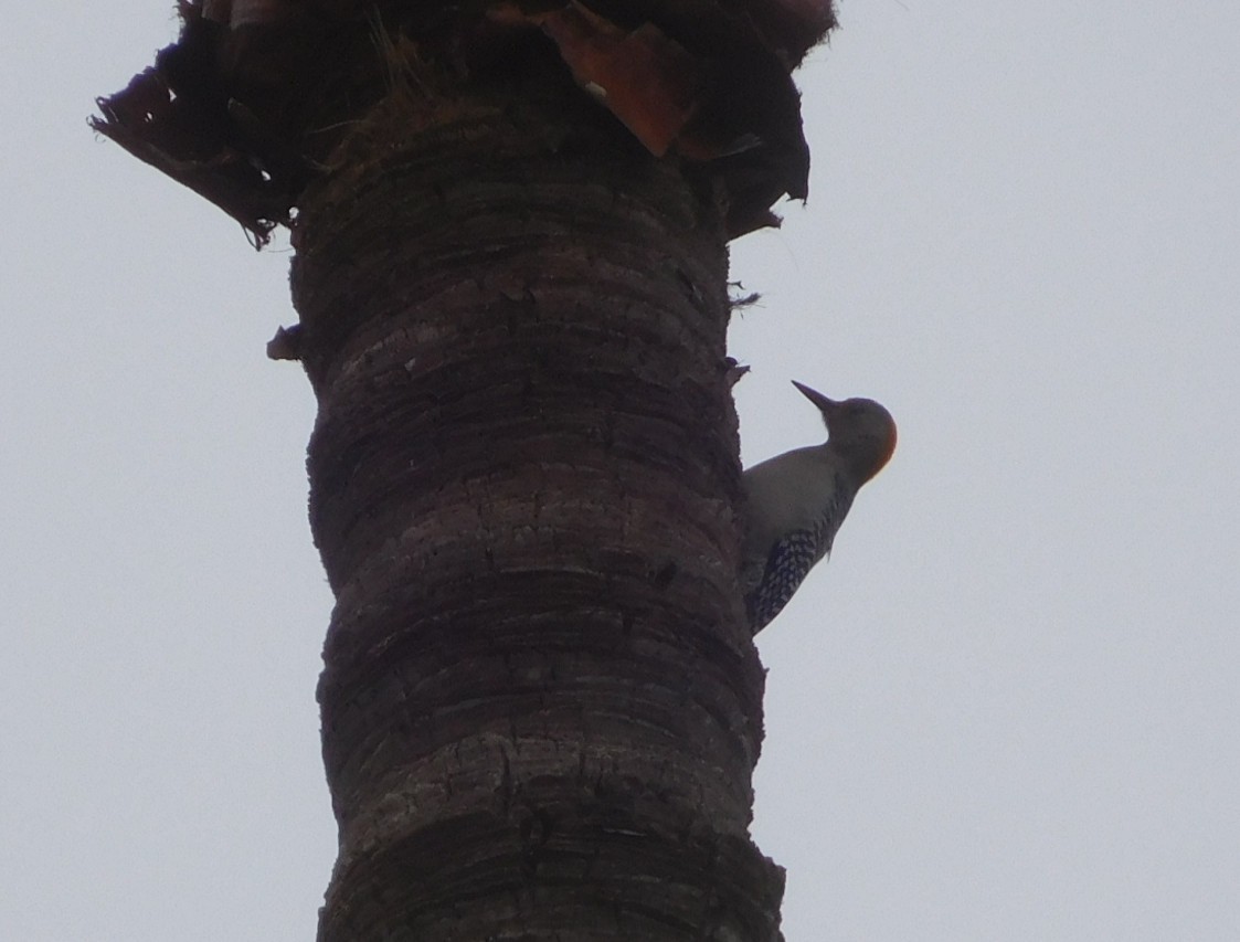 Golden-fronted Woodpecker - ML621981360