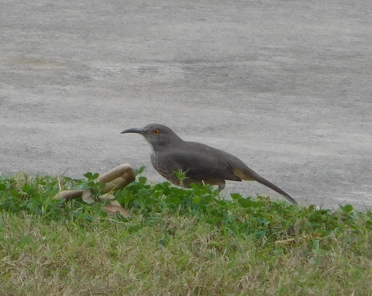 Curve-billed Thrasher - Larry Bennett