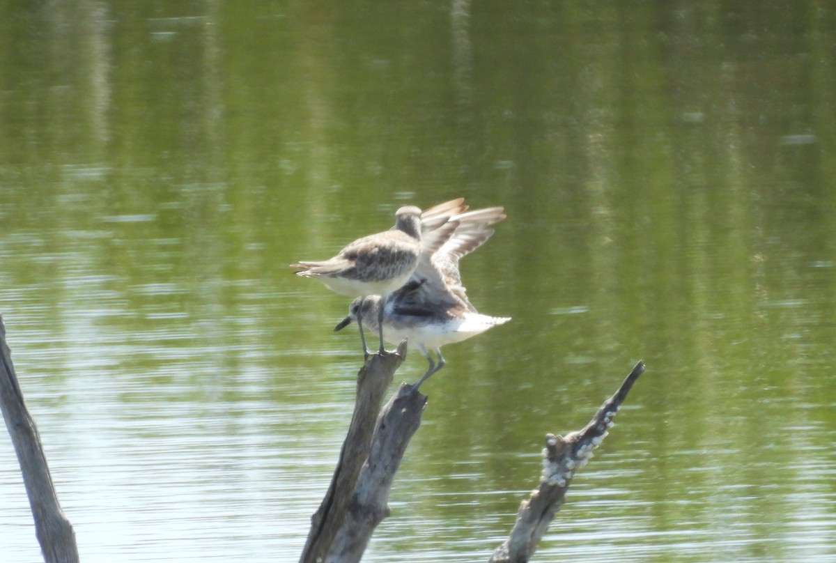 Black-bellied Plover - ML621981415