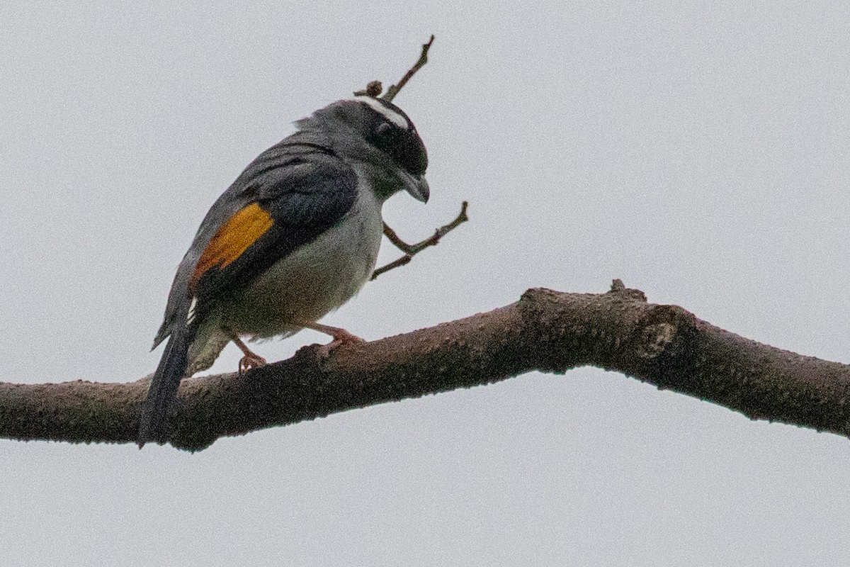 White-browed Shrike-Babbler (Gray-breasted) - ML621981440