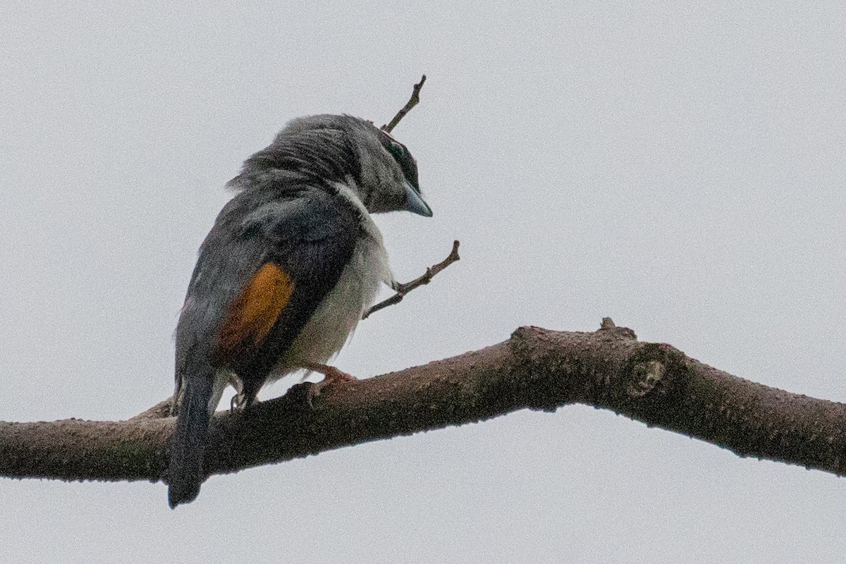 White-browed Shrike-Babbler (Gray-breasted) - ML621981450