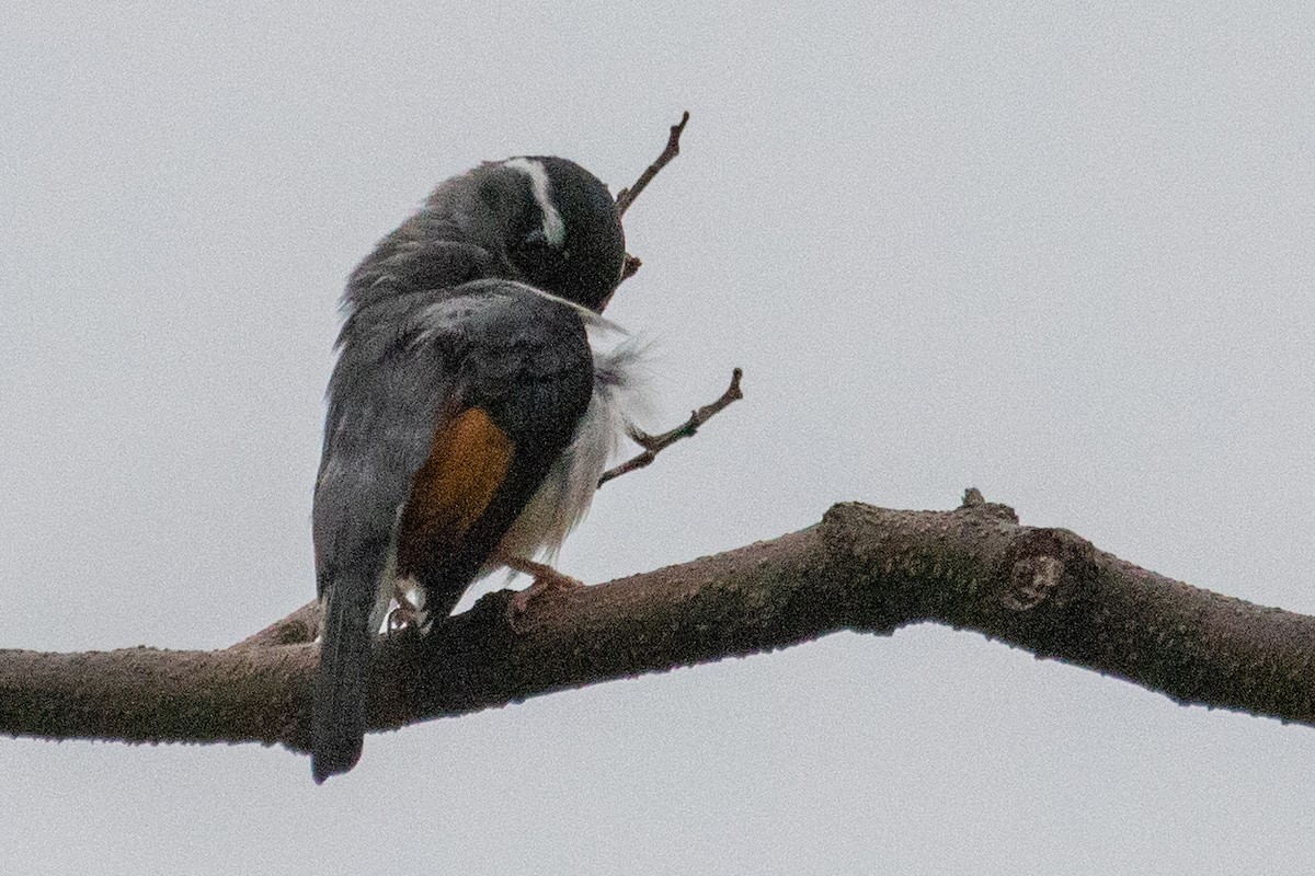 White-browed Shrike-Babbler (Gray-breasted) - Sue Wright