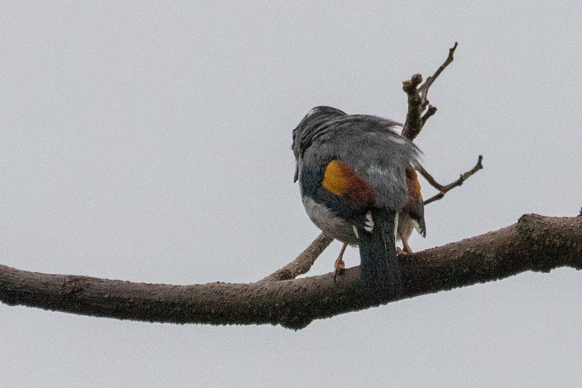 White-browed Shrike-Babbler (Gray-breasted) - ML621981469