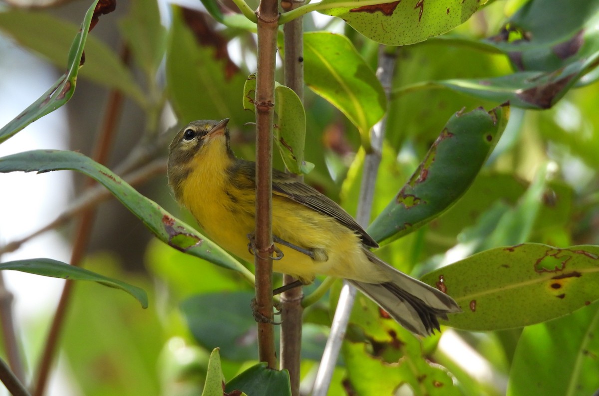 Prairie Warbler - ML621981478