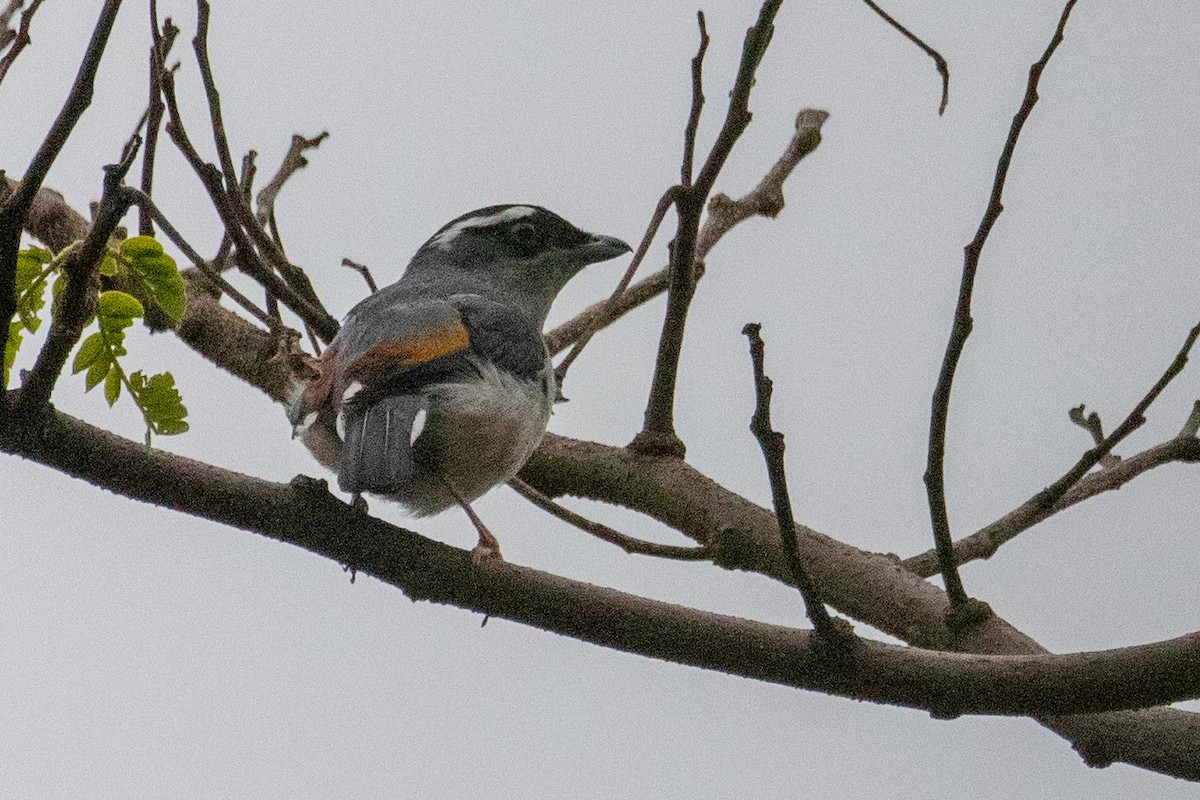 White-browed Shrike-Babbler (Gray-breasted) - ML621981481