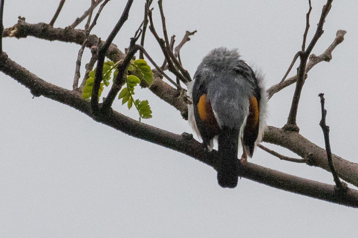 White-browed Shrike-Babbler (Gray-breasted) - ML621981487