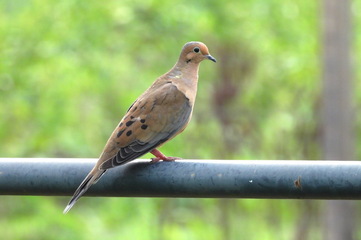 Mourning Dove - S. K.  Jones