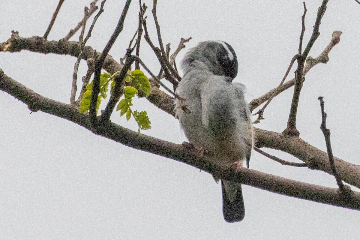 White-browed Shrike-Babbler (Gray-breasted) - ML621981496