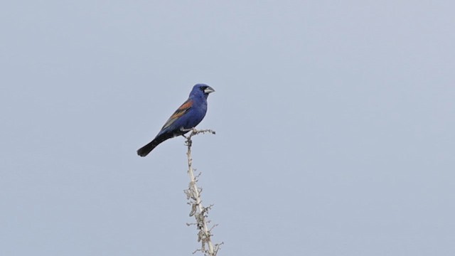 Blue Grosbeak - ML621981612