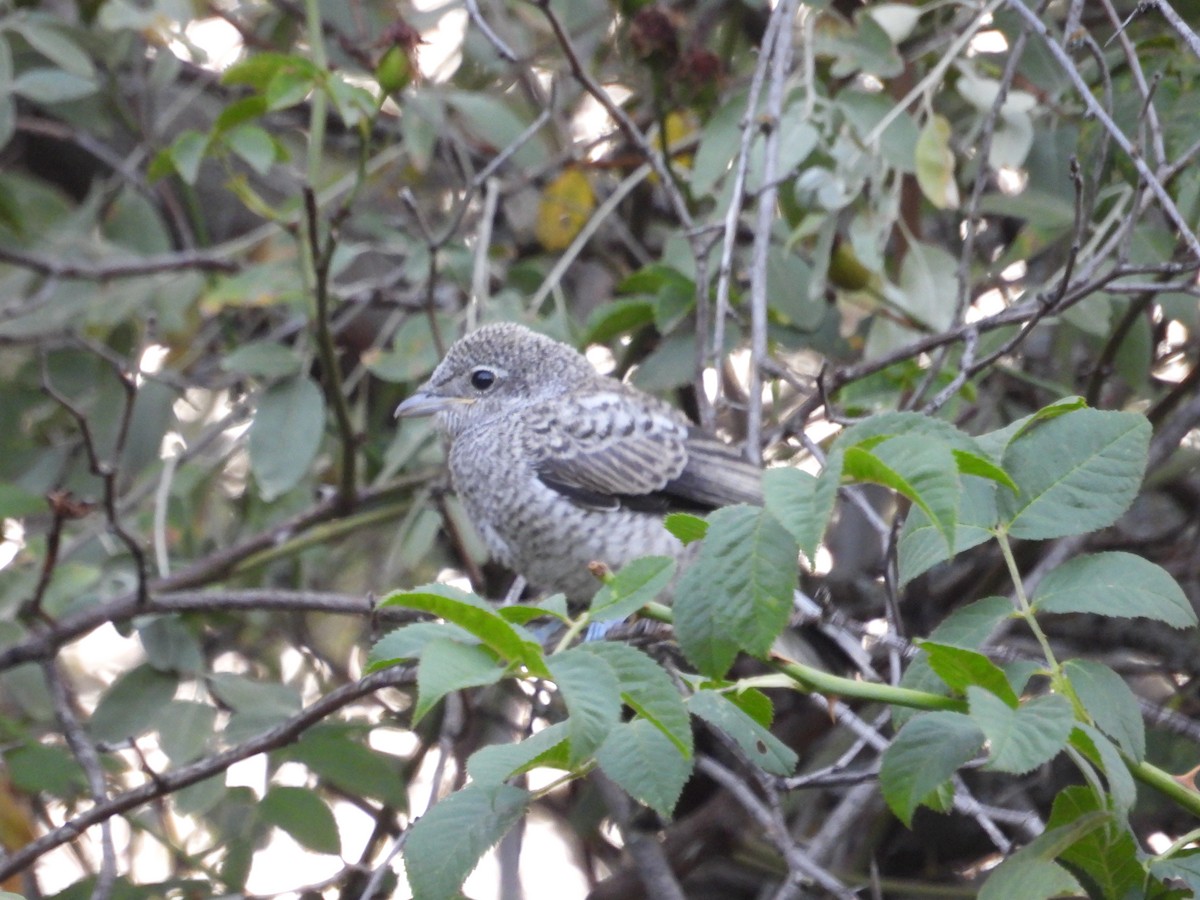 Masked Shrike - ML621981665