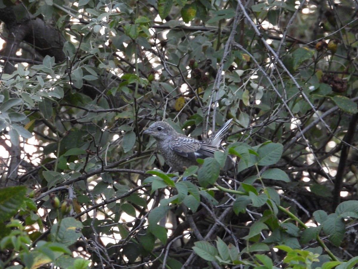 Masked Shrike - ML621981666