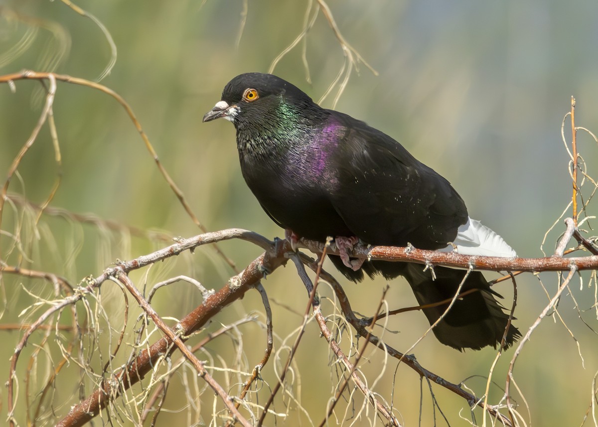 Rock Pigeon (Feral Pigeon) - ML621981683