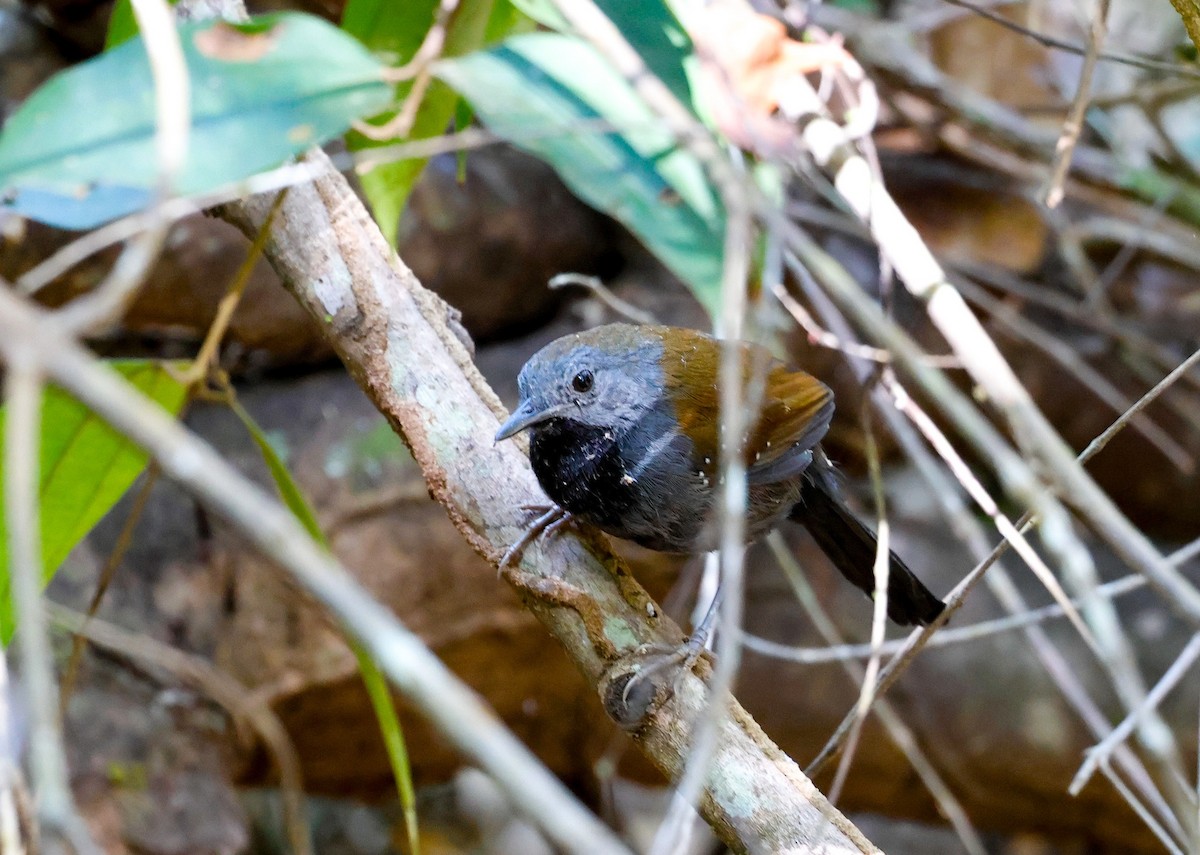 Black-throated Antbird - ML621981723